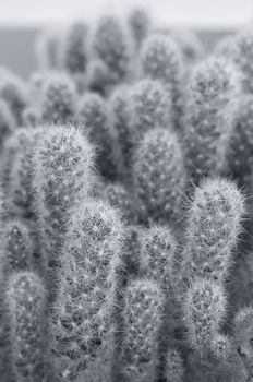 Close up of a cactus , shallow DOF photo