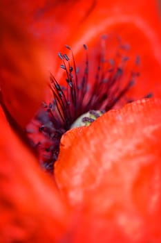 Beautiful red poppy , macro with shallow DOF