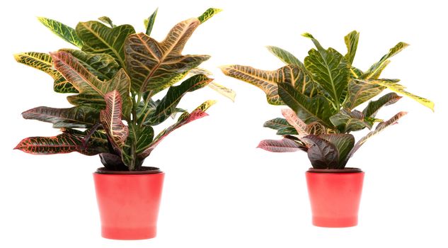 Houseplant on red vase isolated on white background.