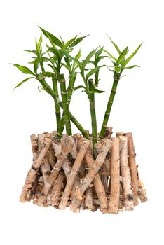 Green bamboo isolated on white background.