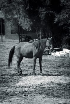 Beautiful horse on a small farm , black and white toned photo