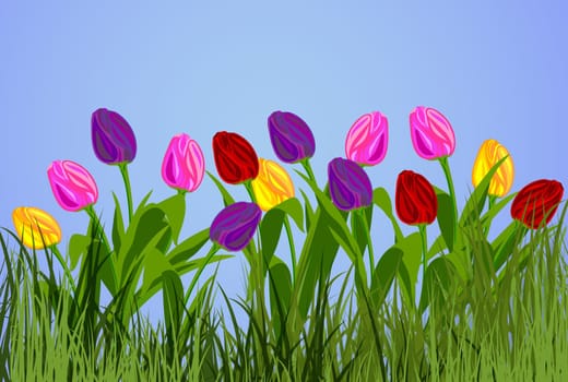 tulips in nature