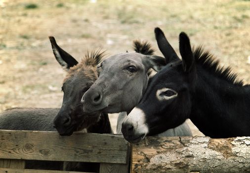 Few cute donkeys on a farm