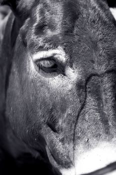 Close up portrait of a donkey , black and white photo