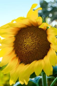 Close up of a sunflower , shallow DOF photo