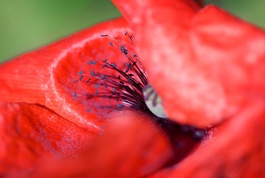 Beautiful red poppy , macro with shallow DOF