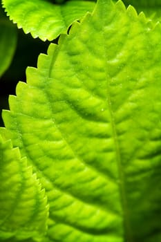 Green leaves in springtime. Close up photo with shallow DOF