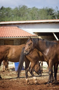 Beautiful horses on a small farm