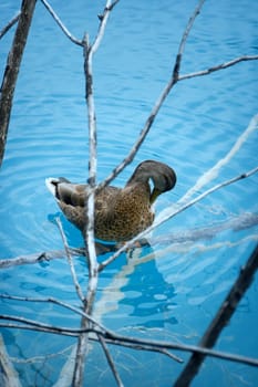 Duck swimming in a blue lake