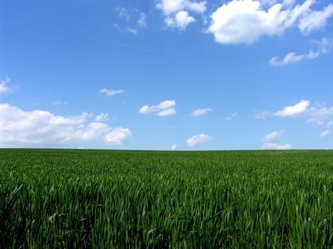 fresh green gras with blue sky