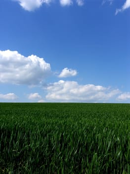 fresh green gras with blue sky