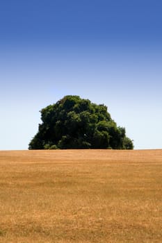 Oak tree behind the hill on a summer day