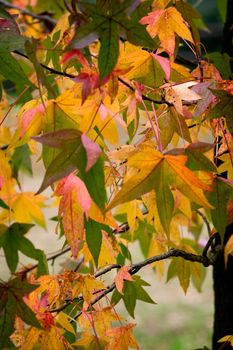 Colorful leaves on a tree , nice autumn background