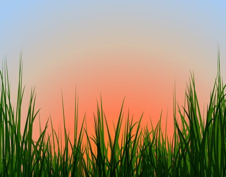 sunset & grass