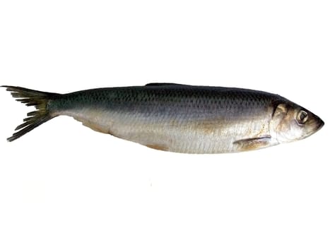 Fish on white background