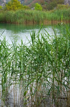 Beautiful landscape of a green lake