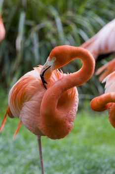 Flamingo Portrait, Menagerie du Jardin des Plantes, Paris, France