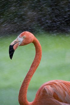 Flamingo Portrait, Menagerie du Jardin des Plantes, Paris, France