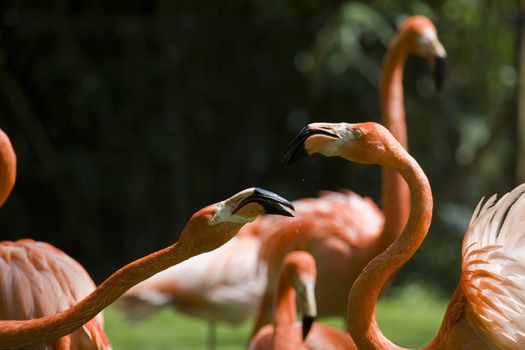 Flamingo Portrait, Menagerie du Jardin des Plantes, Paris, France