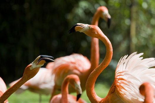 Flamingo Portrait, Menagerie du Jardin des Plantes, Paris, France