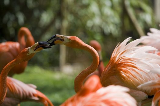 Flamingo Portrait, Menagerie du Jardin des Plantes, Paris, France