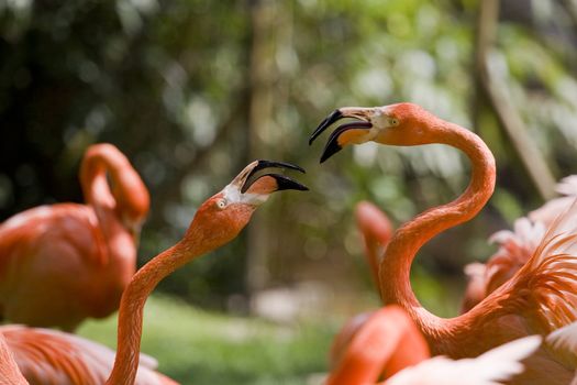 Flamingo Portrait, Menagerie du Jardin des Plantes, Paris, France