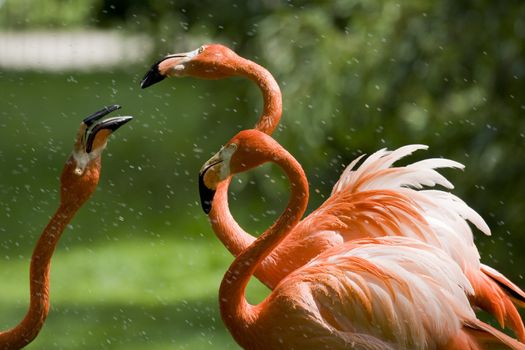 Flamingo Portrait, Menagerie du Jardin des Plantes, Paris, France