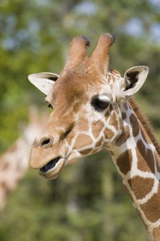 Giraffe head shot, Safari Zoo Park, Paris, France