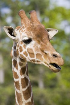 Giraffe head shot, Safari Zoo Park, Paris, France