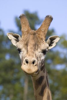 Giraffe head shot, Safari Zoo Park, Paris, France