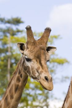 Giraffe head shot, Safari Zoo Park, Paris, France