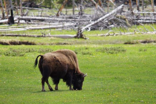 A bison grazing in a bright green open meadow during a sunny day at Yellowstone National Park, Wyoming.