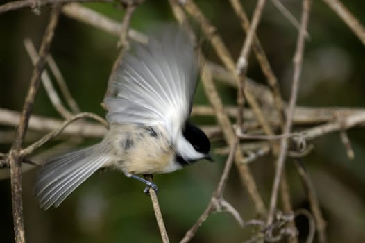 A black-capped chickadee blurred in action of flight.
