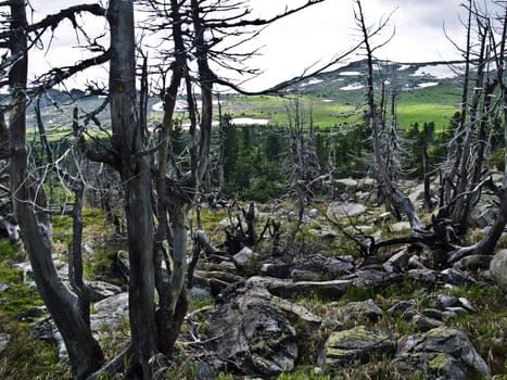 trees after fires and natural disasters