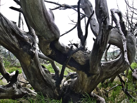 trees after fires and natural disasters