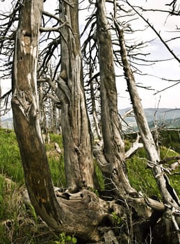trees after fires and natural disasters