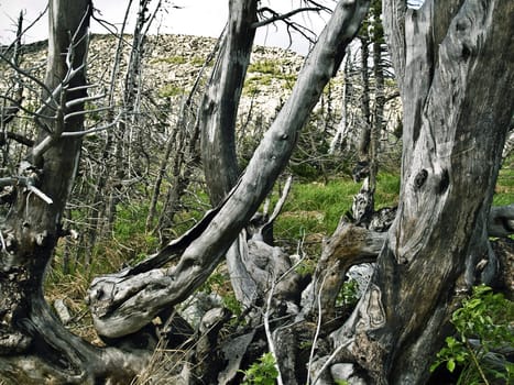 trees after fires and natural disasters