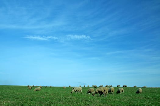 blue sky and green grass, several sheep