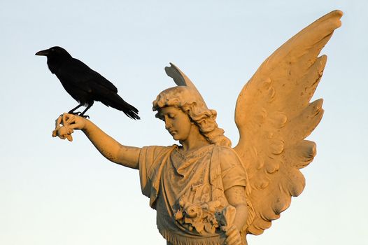 black crow sitting on white angel sculpture, 