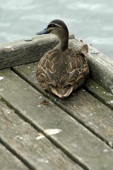 brown duck sitting on wooden docks, water in background, autumn time