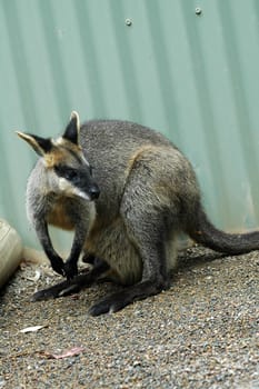 small grey kangaroo in zoo, fence in background