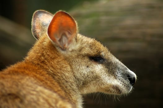 brown kangaroo head detail, blurred background