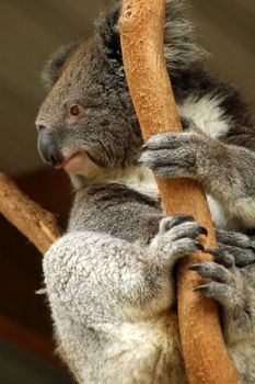 grey cute koala bear on a tree