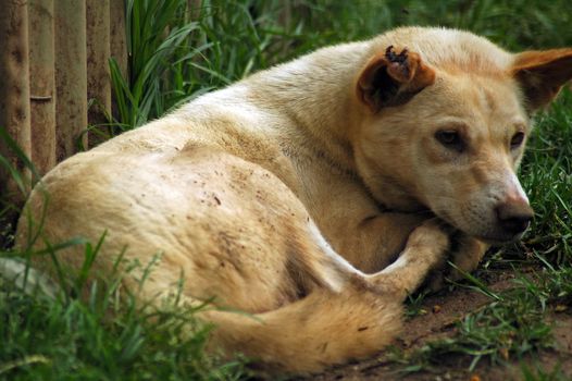 resting Dingo (Canis lupus) on grass, photo taken in sydney zoo