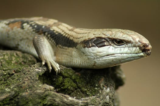 Eastern Blue-tongued Lizard on old wood, distance blurriness