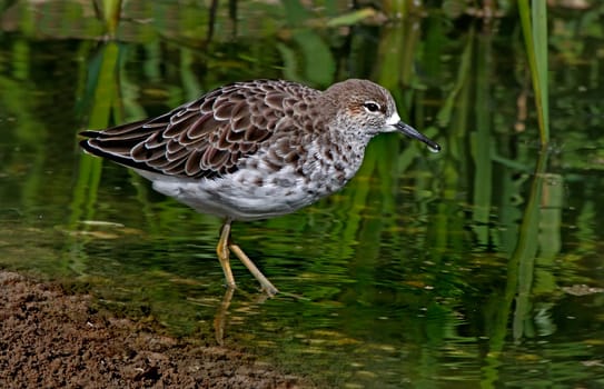 A female Ruff in a river in Norfolk England.
