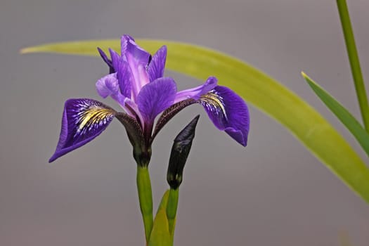 The Iris plant is a beautiful perenial, which can be cultivated, but is also present in the wild.
