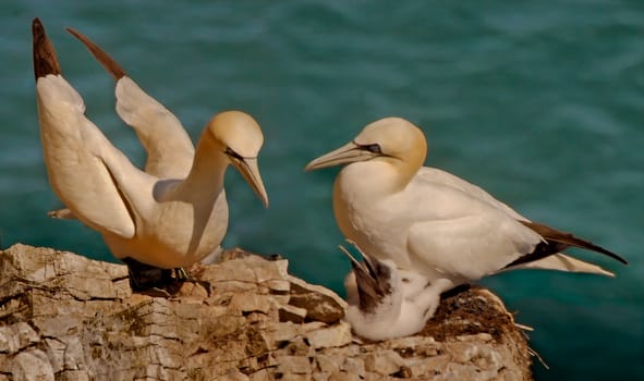 Male and female Northern Gannets with their offspring, at Bempton Cliffs in Yorkshire, England.