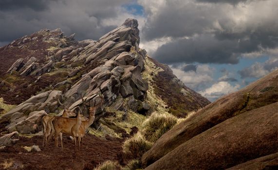 Wildlife at Ramshaw Rocks in the Staffordshire moorlands, England.