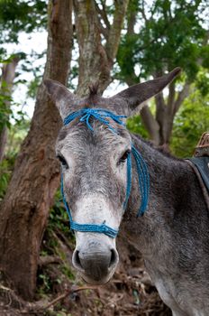 THe picture of the donkey from Nicaragua